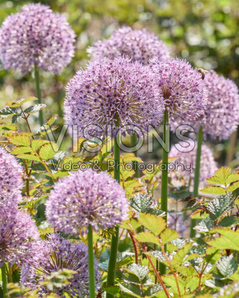 Allium Allium