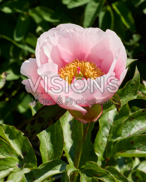 Paeonia Paeonia