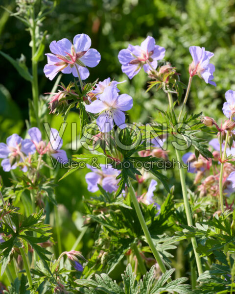 Geranium Geranium