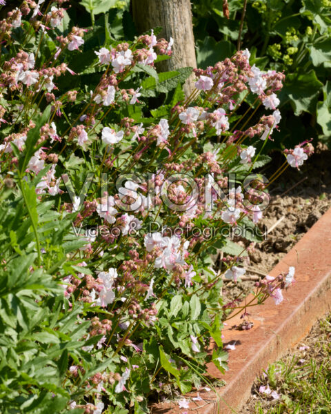 Geranium macrorrhizum