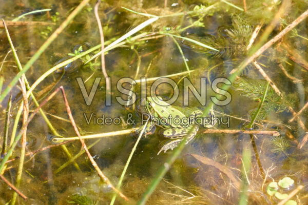 Poelkikker, Pelophylax lessonae