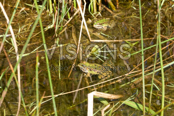 Pool frog, Pelophylax lessonae Pool frog, Pelophylax lessonae