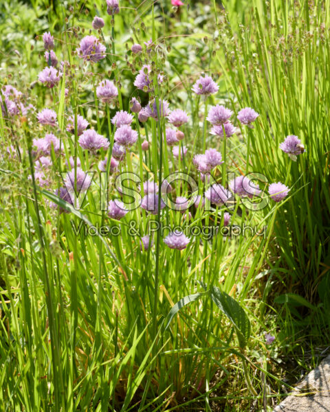 Allium schoenoprasum Forescate