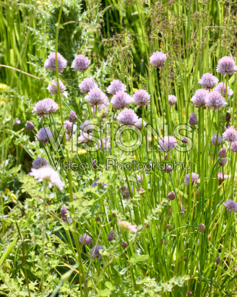 Allium schoenoprasum Forescate Allium schoenoprasum Forescate