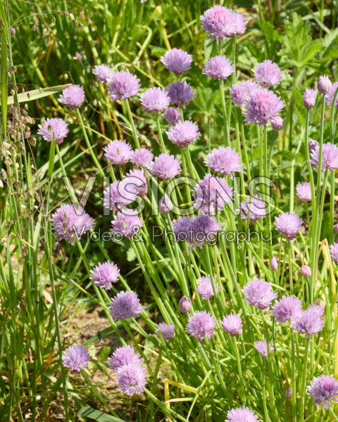 Allium schoenoprasum Forescate