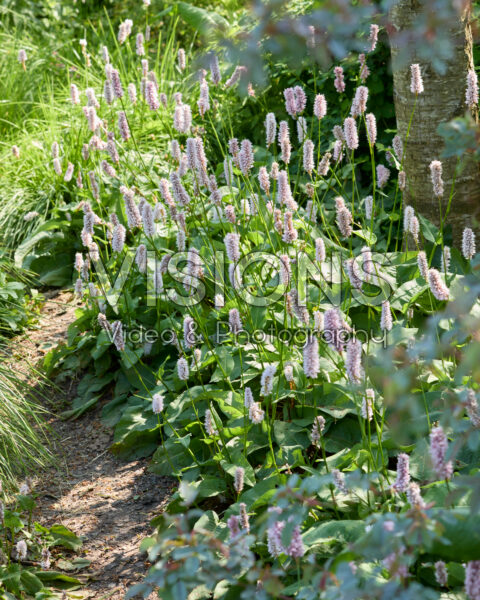Persicaria bistorta Persicaria bistorta