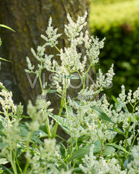 Persicaria polymorpha Persicaria polymorpha