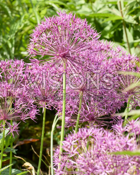 Allium Purple Rain