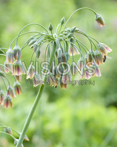 Nectaroscordum siculum Nectaroscordum siculum