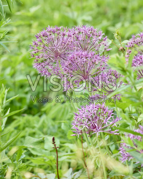 Allium Purple Rain Allium Purple Rain