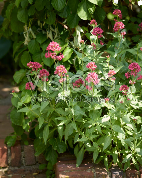 Centranthus ruber