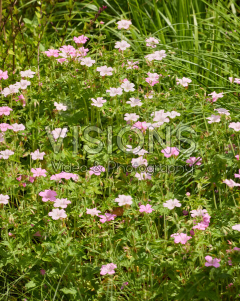 Geranium endressii Geranium endressii