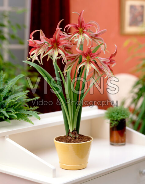 Hippeastrum La Paz Hippeastrum La Paz