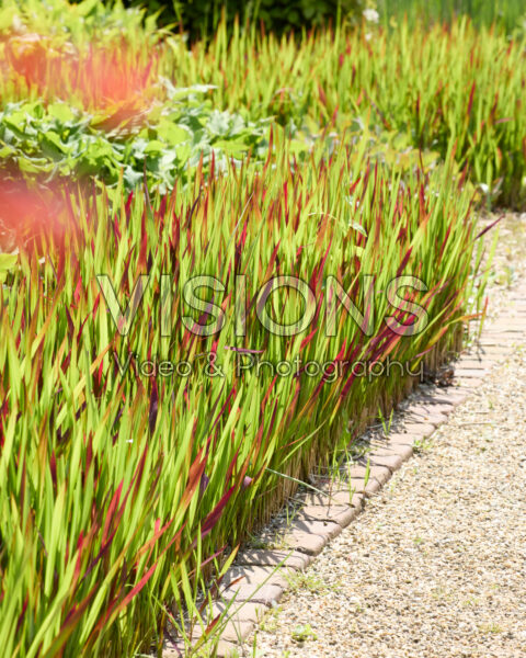 Imperata cylindrica Red Baron