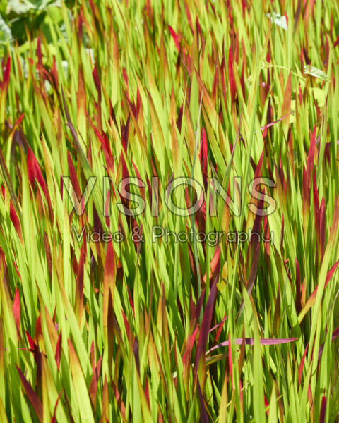 Imperata cylindrica Red Baron Imperata cylindrica Red Baron
