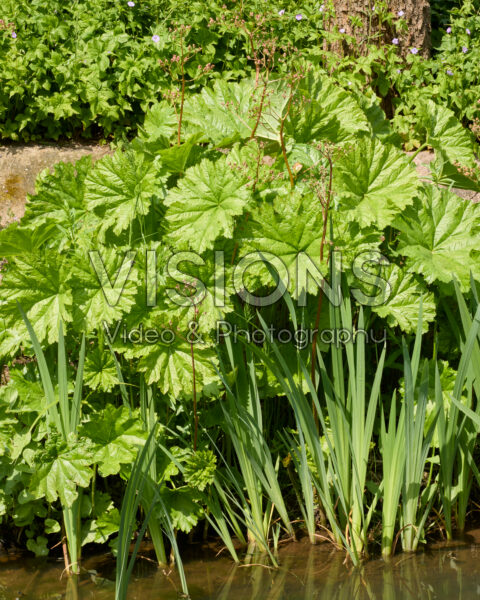 Darmera peltata