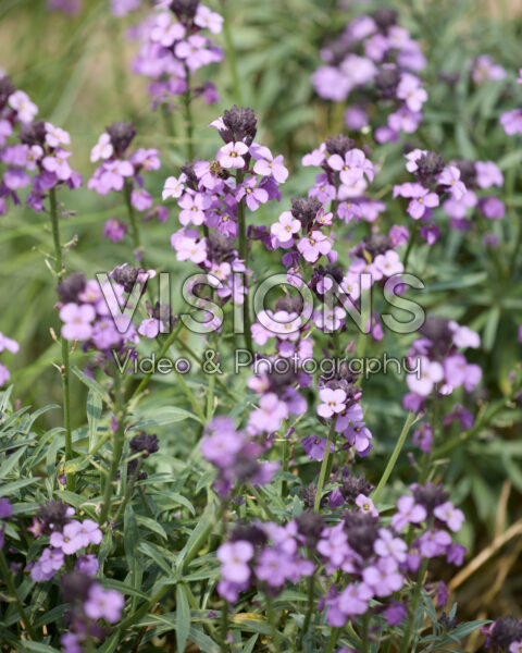 Erysimum Bowles' Mauve Erysimum Bowles' Mauve