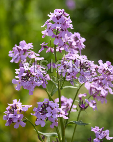 Hesperis matronalis Hesperis matronalis