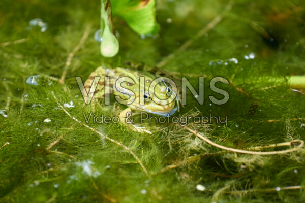 Pool frog, Pelophylax lessonae Pool frog, Pelophylax lessonae