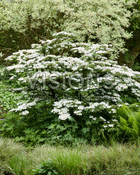 Viburnum plicatum Viburnum plicatum