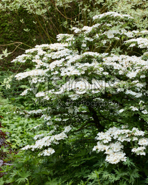 Viburnum plicatum Viburnum plicatum