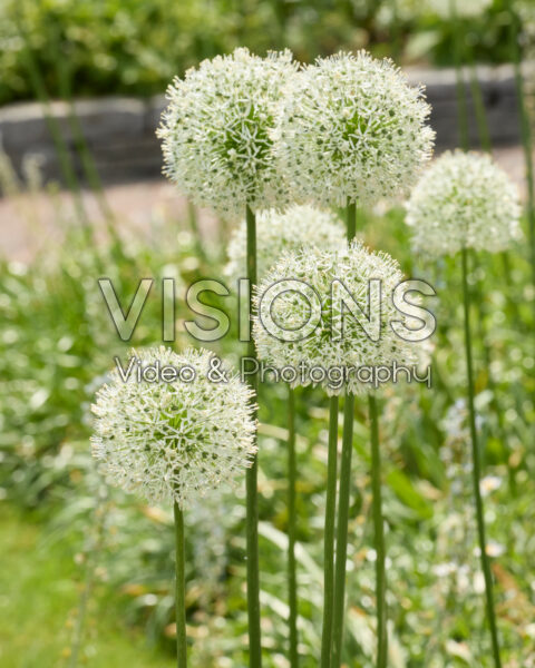 Allium Mont Blanc