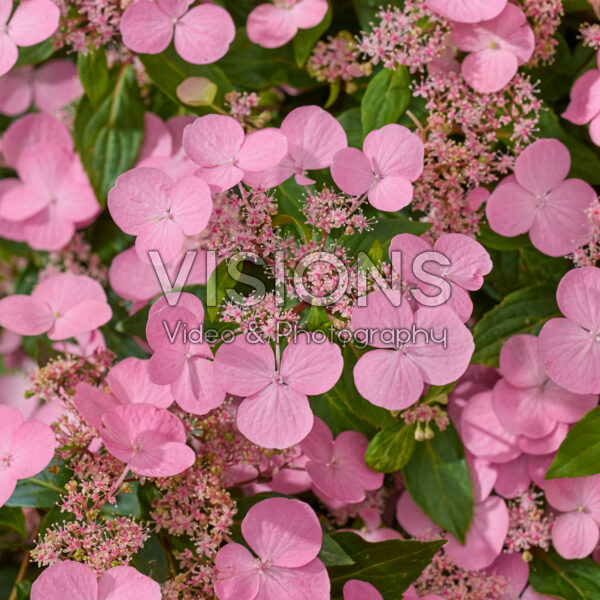 Hydrangea scandens Calico Hydrangea scandens Calico