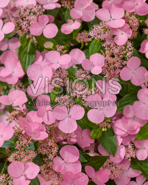 Hydrangea First Love