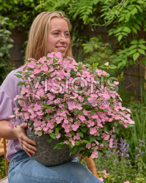 Hydrangea First Love