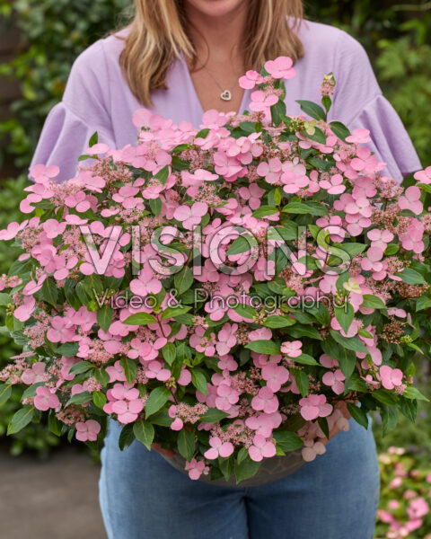 Hydrangea First Love Hydrangea First Love