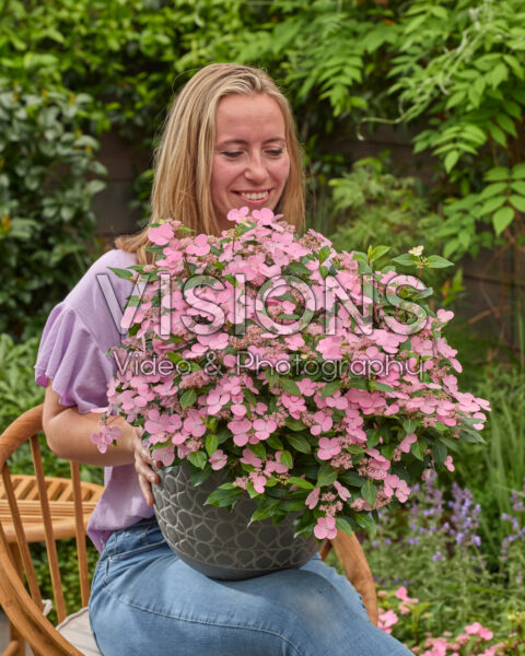 Hydrangea First Love Hydrangea First Love