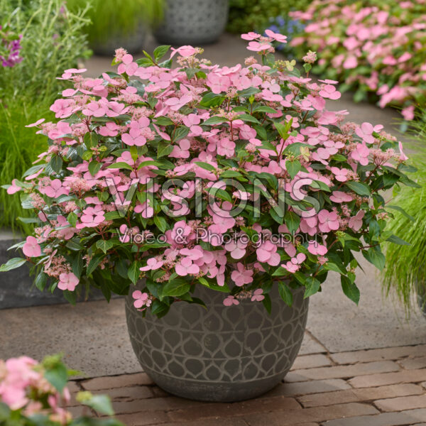 Hydrangea First Love