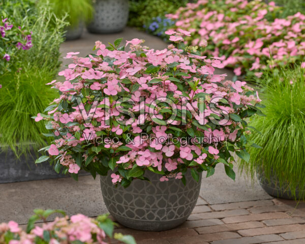 Hydrangea scandens Calico