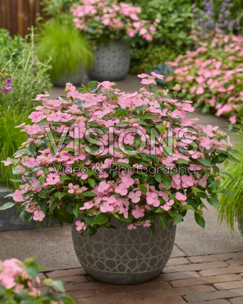 Hydrangea First Love Hydrangea First Love