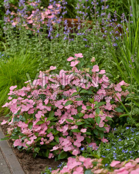 Hydrangea First Love