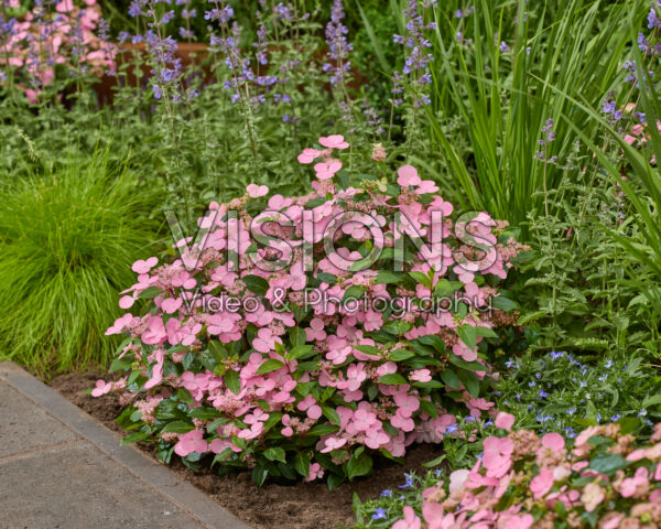 Hydrangea scandens Calico Hydrangea scandens Calico