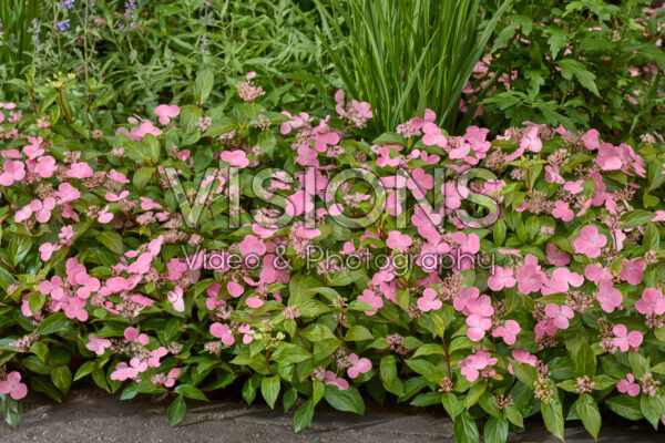Hydrangea First Love