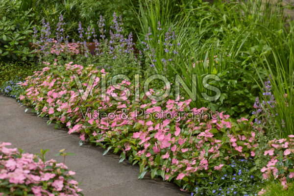 Hydrangea First Love