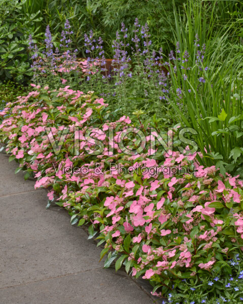 Hydrangea First Love