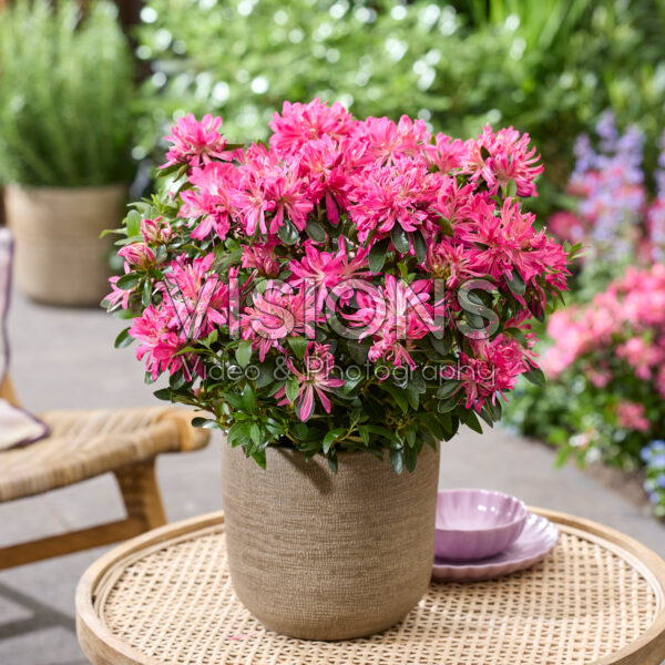 Azalea Pink Star Azalea Pink Star