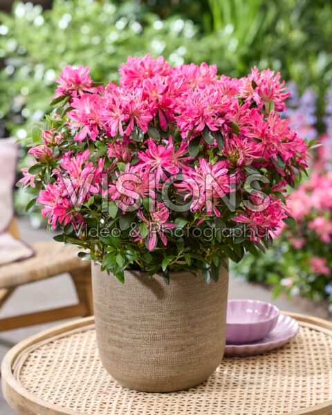 Azalea Pink Star Azalea Pink Star