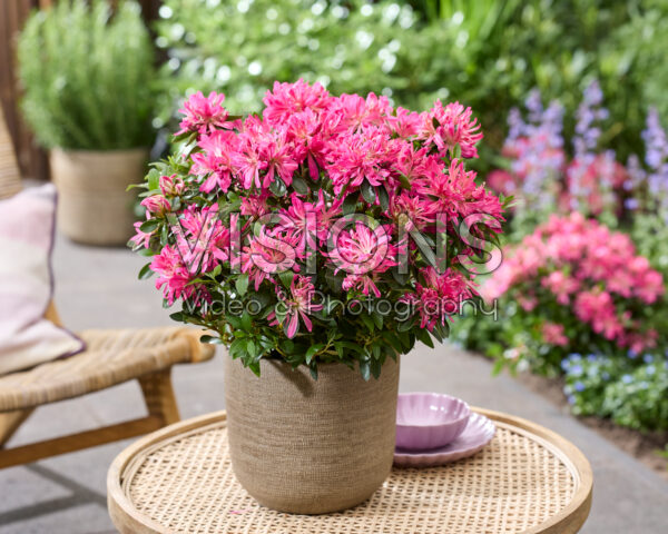 Azalea Pink Star