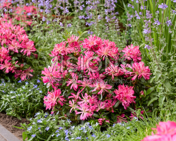 Azalea Pink Star Azalea Pink Star