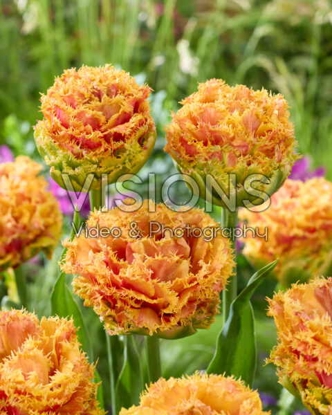 Tulipa Copperfield