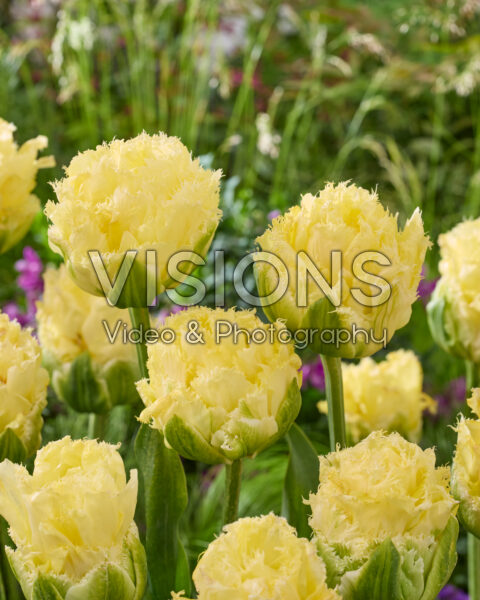 Tulipa Vanilla Dance Tulipa Vanilla Dance