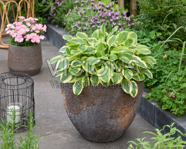 Hosta Frosted Frolic Hosta Frosted Frolic