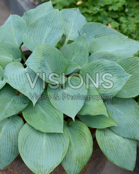 Hosta Bulletproof
