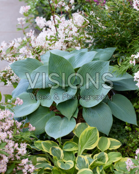 Hosta Bulletproof 1623 Hosta Bulletproof 1623