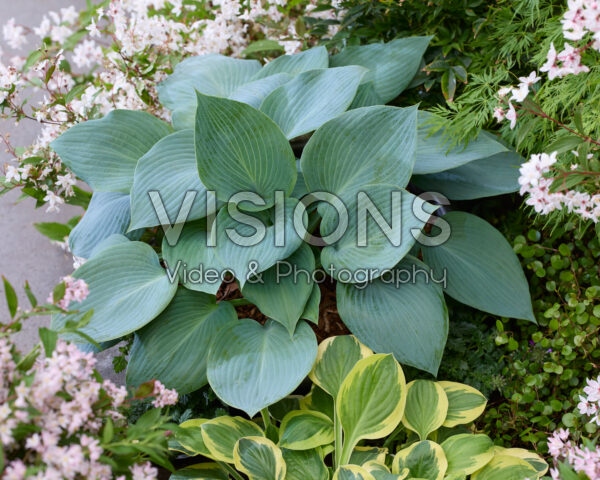 Hosta Bulletproof Hosta Bulletproof