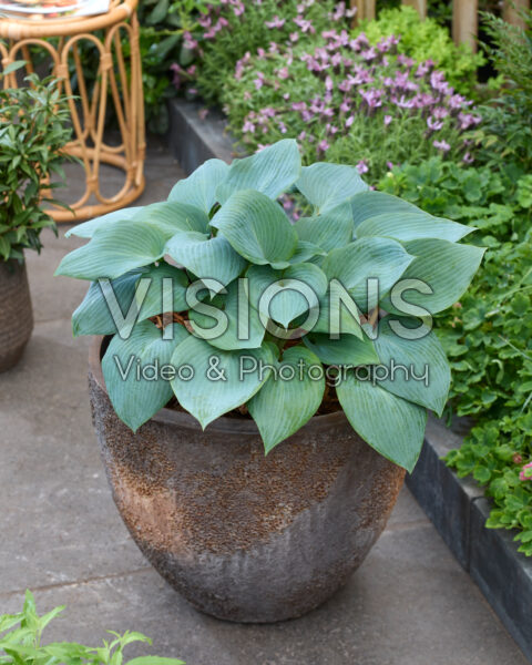 Hosta Bulletproof Hosta Bulletproof